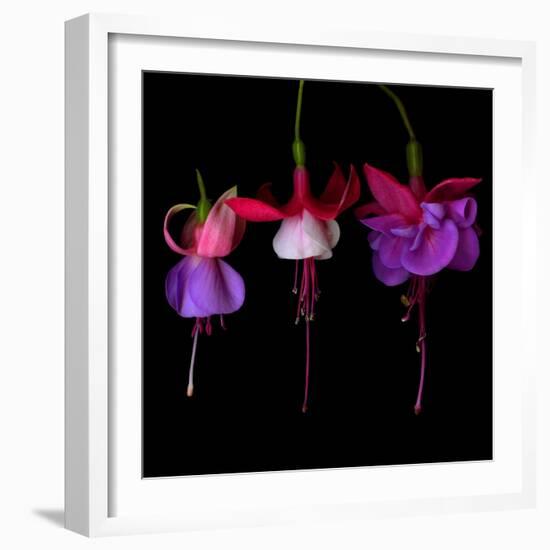 fuschia III-Magda Indigo-Framed Photographic Print