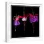 fuschia III-Magda Indigo-Framed Photographic Print