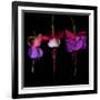 fuschia III-Magda Indigo-Framed Photographic Print