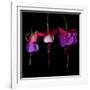 fuschia III-Magda Indigo-Framed Photographic Print