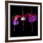 fuschia III-Magda Indigo-Framed Photographic Print