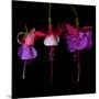 fuschia III-Magda Indigo-Mounted Photographic Print