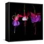 fuschia III-Magda Indigo-Framed Stretched Canvas