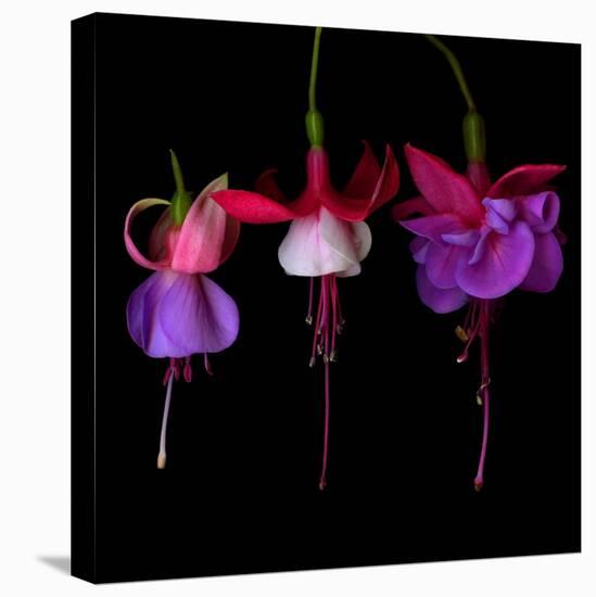 fuschia III-Magda Indigo-Stretched Canvas