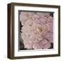 Fuschia Peonies-Janet Kruskamp-Framed Art Print