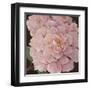 Fuschia Peonies-Janet Kruskamp-Framed Art Print