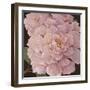 Fuschia Peonies-Janet Kruskamp-Framed Premium Giclee Print