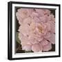 Fuschia Peonies-Janet Kruskamp-Framed Premium Giclee Print