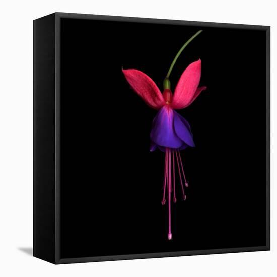 Fuschia-Magda Indigo-Framed Stretched Canvas