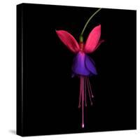 Fuschia-Magda Indigo-Stretched Canvas