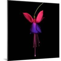 Fuschia-Magda Indigo-Mounted Photographic Print