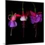 Fuschia-Magda Indigo-Mounted Photographic Print