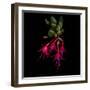 Fuschia-Magda Indigo-Framed Photographic Print