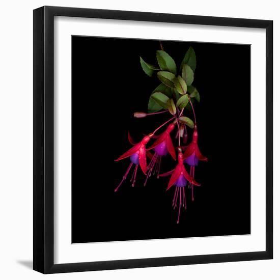 Fuschia-Magda Indigo-Framed Photographic Print