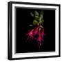 Fuschia-Magda Indigo-Framed Photographic Print