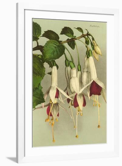 Fuschias-null-Framed Art Print