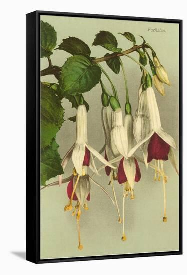 Fuschias-null-Framed Stretched Canvas