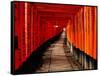 Fushimi-Inari Taisha "Torii Tunnels," Japan-Frank Carter-Framed Stretched Canvas