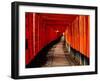 Fushimi-Inari Taisha "Torii Tunnels," Japan-Frank Carter-Framed Premium Photographic Print