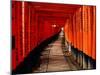 Fushimi-Inari Taisha "Torii Tunnels," Japan-Frank Carter-Mounted Premium Photographic Print