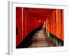 Fushimi-Inari Taisha "Torii Tunnels," Japan-Frank Carter-Framed Photographic Print