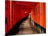 Fushimi-Inari Taisha "Torii Tunnels," Japan-Frank Carter-Mounted Photographic Print