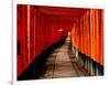 Fushimi-Inari Taisha "Torii Tunnels," Japan-Frank Carter-Framed Photographic Print