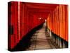 Fushimi-Inari Taisha "Torii Tunnels," Japan-Frank Carter-Stretched Canvas