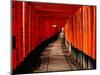 Fushimi-Inari Taisha "Torii Tunnels," Japan-Frank Carter-Mounted Premium Photographic Print