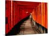 Fushimi-Inari Taisha "Torii Tunnels," Japan-Frank Carter-Stretched Canvas