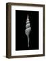 Fusinus Carpati-Paul Starosta-Framed Photographic Print