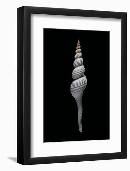 Fusinus Carpati-Paul Starosta-Framed Photographic Print