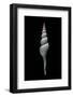 Fusinus Carpati-Paul Starosta-Framed Photographic Print