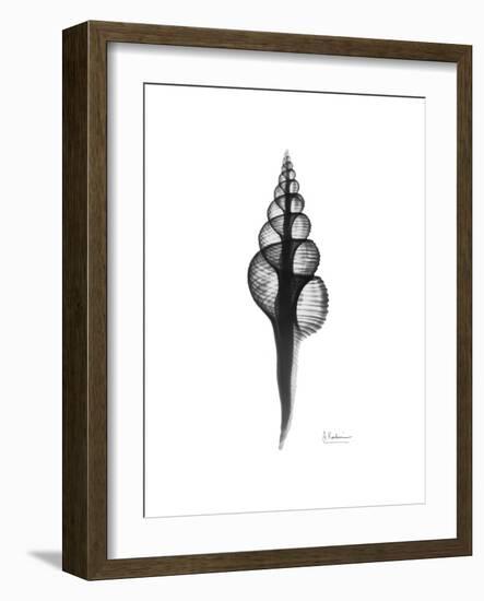 Fusinus Colus Gray-Albert Koetsier-Framed Premium Giclee Print