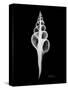 Fusinus Colus Xray-Albert Koetsier-Stretched Canvas