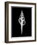 Fusinus Colus Xray-Albert Koetsier-Framed Art Print