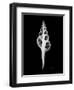 Fusinus Colus Xray-Albert Koetsier-Framed Art Print