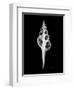 Fusinus Colus Xray-Albert Koetsier-Framed Art Print