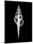 Fusinus Colus Xray-Albert Koetsier-Mounted Art Print