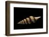 Fusiturris Undatiruga-Paul Starosta-Framed Photographic Print