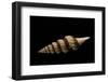 Fusiturris Undatiruga-Paul Starosta-Framed Photographic Print