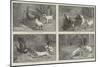 Fuss and Feathers-Sir John Gilbert-Mounted Giclee Print