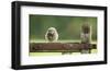 Fuzzball-Mark Bridger-Framed Art Print