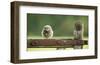 Fuzzball-Mark Bridger-Framed Art Print