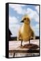 Fuzzy Duckling-William P. Gottlieb-Framed Stretched Canvas