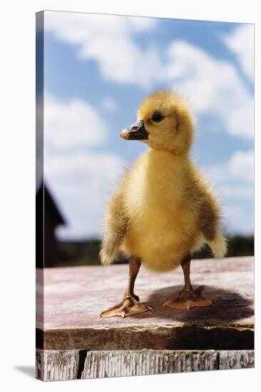 Fuzzy Duckling-William P. Gottlieb-Stretched Canvas