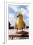 Fuzzy Duckling-William P. Gottlieb-Framed Photographic Print