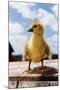 Fuzzy Duckling-William P. Gottlieb-Mounted Photographic Print
