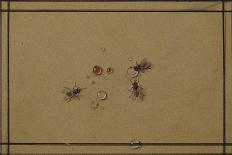 Beetle at the Rose Branch-Fyodor Petrovich Tolstoy-Framed Stretched Canvas