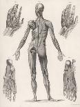 Showing Muscles of Body Hands and Feet-G. Aikmann-Stretched Canvas
